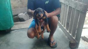 Doberman de 2 Meses