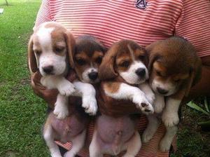 ENCANTADORES Y HERMOSOS CACHORROS BEAGLES