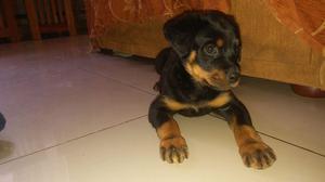 En venta Cachorra de ROTTWEILER