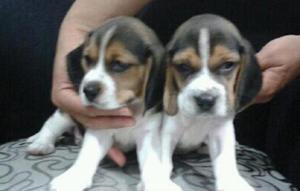 Finos cachorros Beagle 13 pulg Tricolores Ofresco en venta