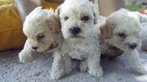 HEMBRITAS Y MACHITOS POODLE TOY