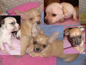 HERMOSOS ANANITOS TOY CHIHUAHUA