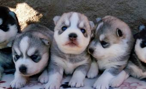 HERMOSOS MIS CACHORROS ALASKA MALAMUTE