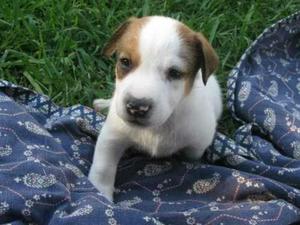 Hermosos Cachorros Jack Russell Terrier