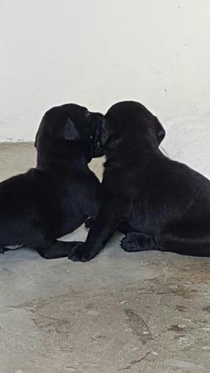 Labradores Puros Padres Presentes