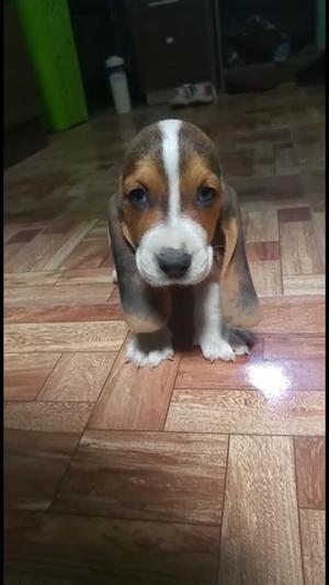 Lindos Cachorros Basset Hound