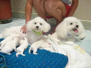 MUY BELLOS Y CARIÑOSOS POODLE TOY