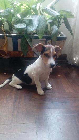 Ocasion Jack Russell