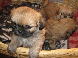 PEKINES ADORABLES SUPER LINDOS