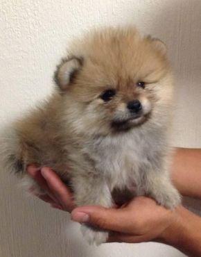 POMERANIA CACHORRA HEMBRA