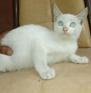 Precioso Gato Blanco