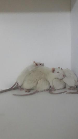 Se Vende Rata de Laboratorio
