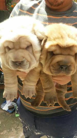 Sharpei Cachorros