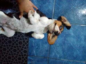 Un Perro Beagle