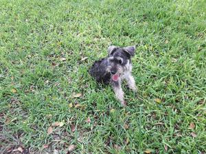 Vendo Cachorro Schnauzer