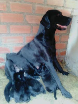 Vendo Cachorros Labradores