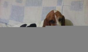 Vendo Mi Busset Hound Hembra