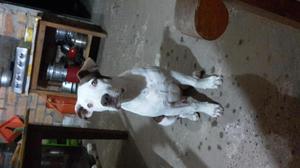 Vendo Perrito Pitbull