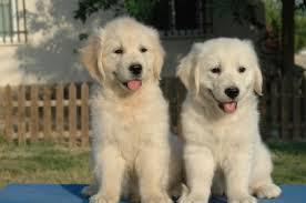 Vendo cachorritas golden