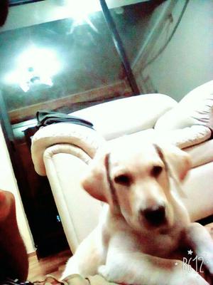 Vendo labrador color hueso