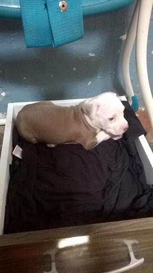 Vendo lindo cachorro raza silver faw !!!