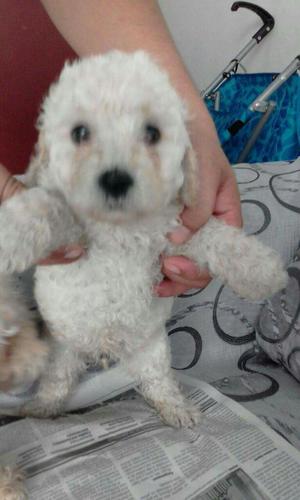 Venta Poodle Queda 1 Macho