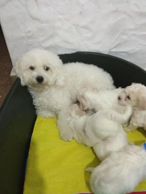 bellisimos bichon frise
