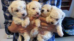 bellos poodles toy