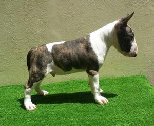 cachorro bull terrier