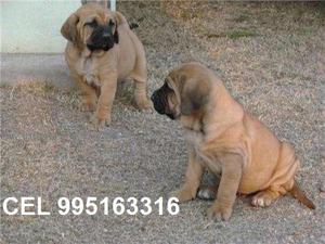 hermosos fila brasilero lindos cachorros vacunados envios a