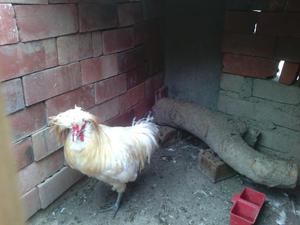 se vende gallos polacas