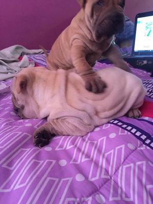 Adopción Sharpei