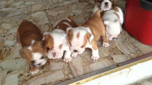 BULLDOG CINCO LINDOS CACHORRITOS DE RAZA PURA