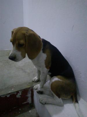 Beagle Cachorra Tricolor