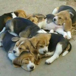 Beagles Pedigree