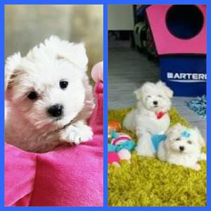 Bichon Maltes Encantadores Cachorros