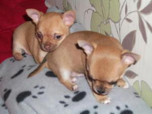 CHIHUAHUA MINI TOY HERMOSOS CACHORROS