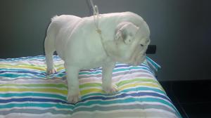 Cachorra Bulldog