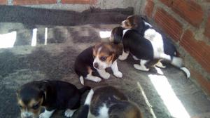 Cachorritos Beagles