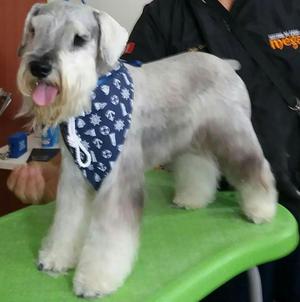 Cachorritos Schnauzer