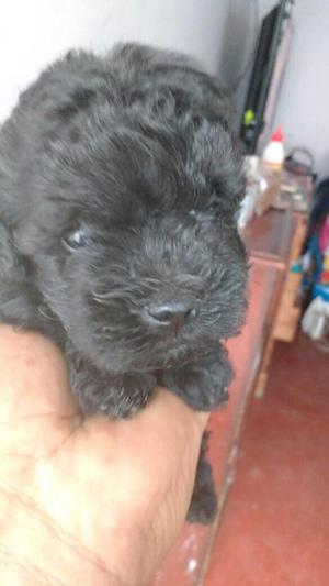 Cachorros Poodle Negro Y Arlequine