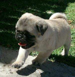 Cachorros Pug