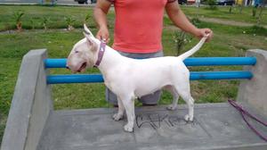 Cachorros de la raza Bull Terrier disponibles
