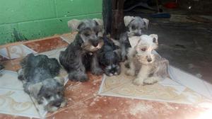 Cachorros en Venta