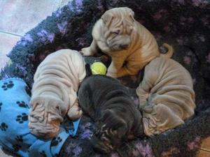 Cachorros sharpei