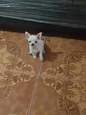 Chihuahua Macho de 2 Meses con Vacunas