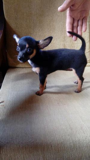 Chihuahua Negro