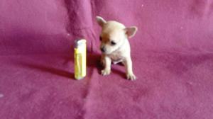 Chihuahua,lindo cachorrito TOY, vacunado y desparasitado.