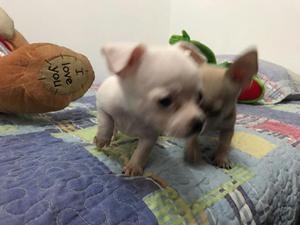 Chihuhua Toy