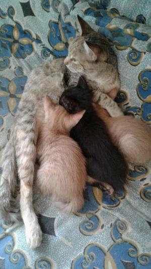 Doy en Adopción Tres Gatitos